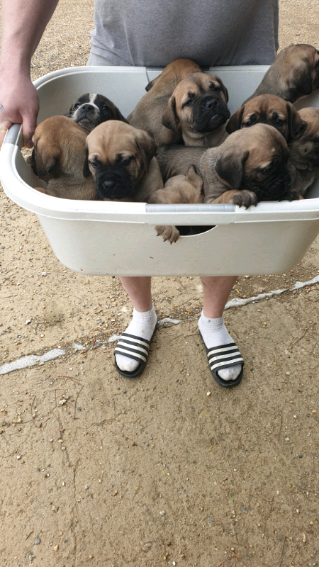 bullmastiff puppies for sale gumtree